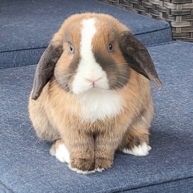 Enlarge Piccolo, a Adopted Holland Lop in Huntsville, AL image 2/9