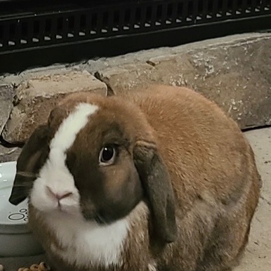 Enlarge Piccolo, a Adopted Holland Lop in Huntsville, AL image 3/9
