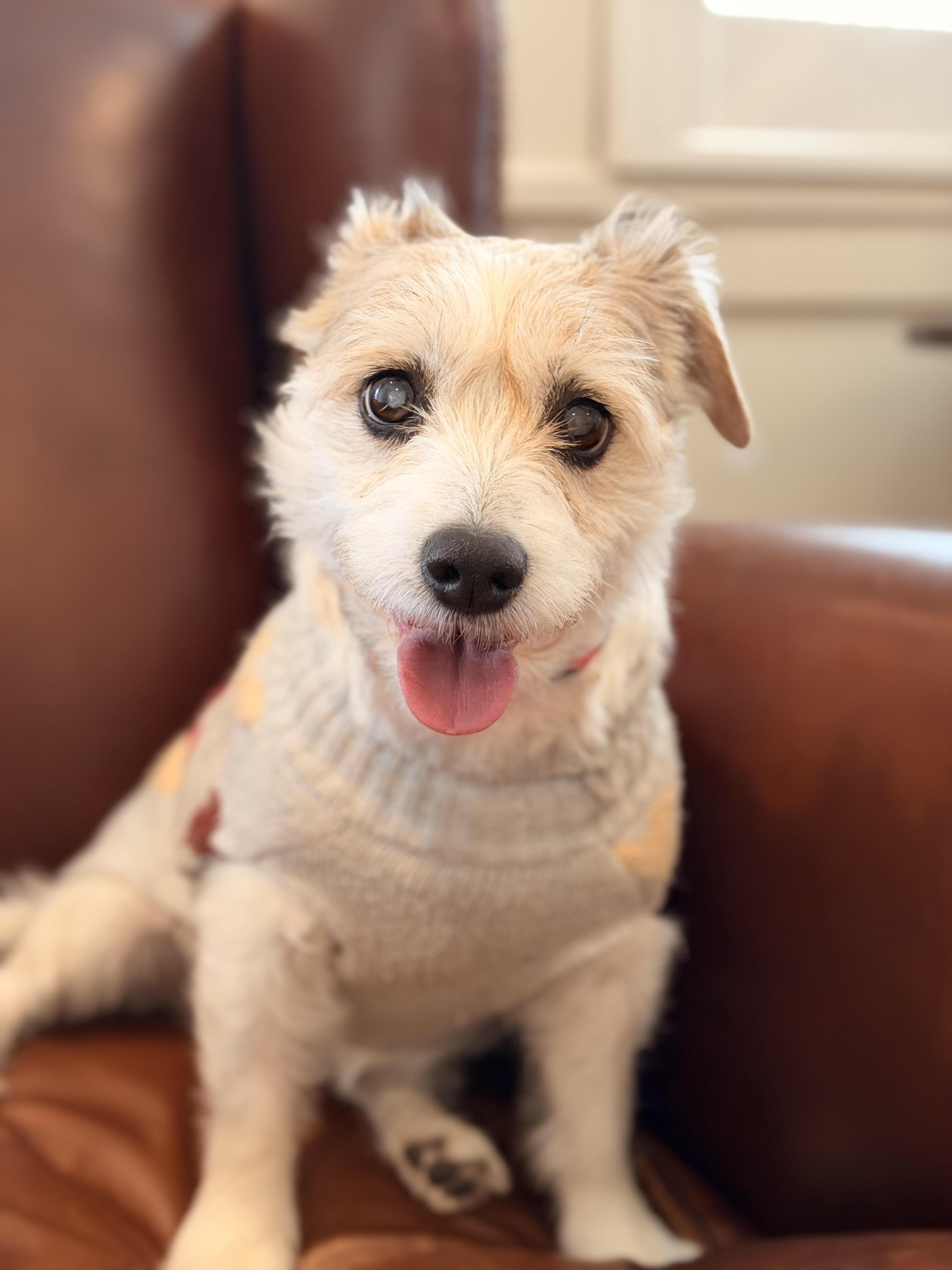 Enlarge Cortana, an adopted mixed breed in Cumming, GA image 3/5