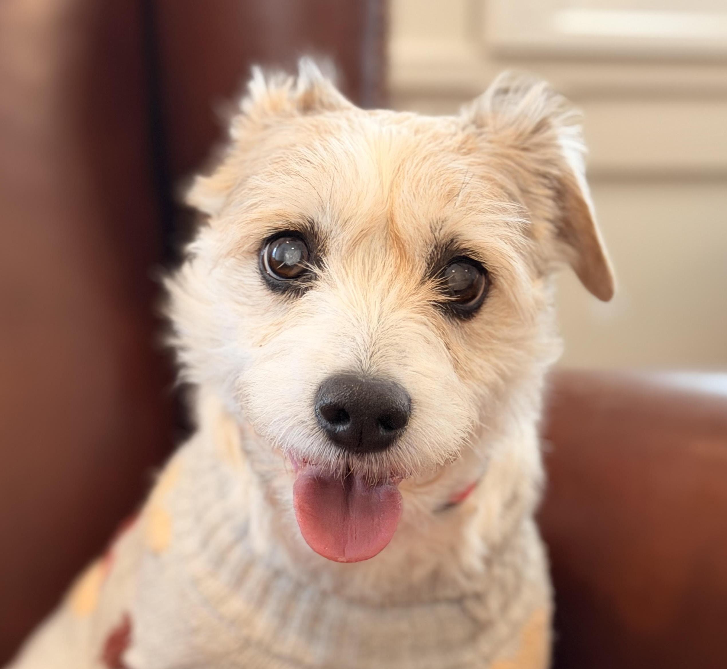 Enlarge Cortana, an adopted mixed breed in Cumming, GA image 1/5