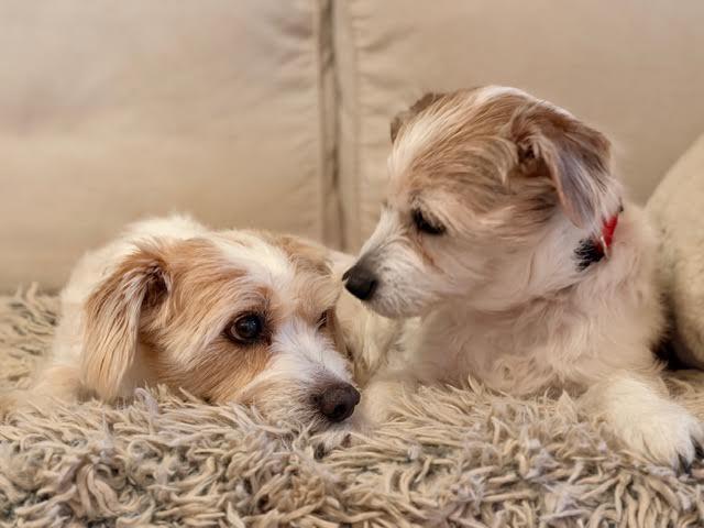 Enlarge Cortana, an adopted mixed breed in Cumming, GA image 4/5