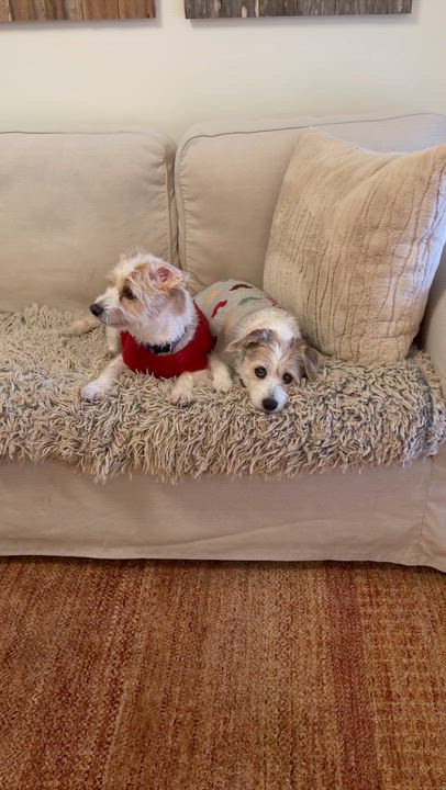 Enlarge Cortana, an adopted mixed breed in Cumming, GA video 5/5