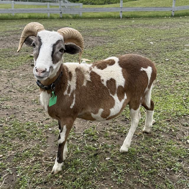 BEACH, Adoptable, Young Male Sheep.