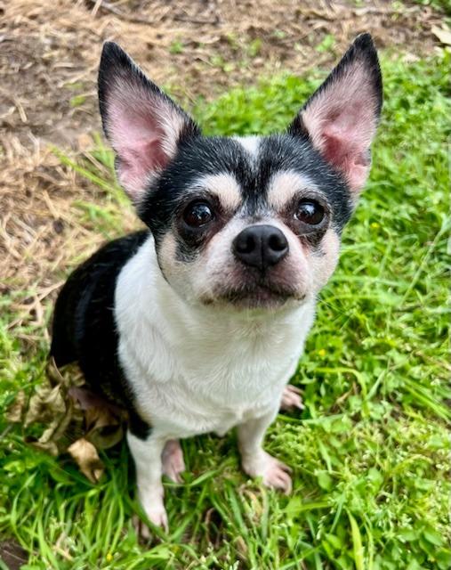 Peppa Pawdu, Adoptable, Senior Female Chihuahua & Rat Terrier.