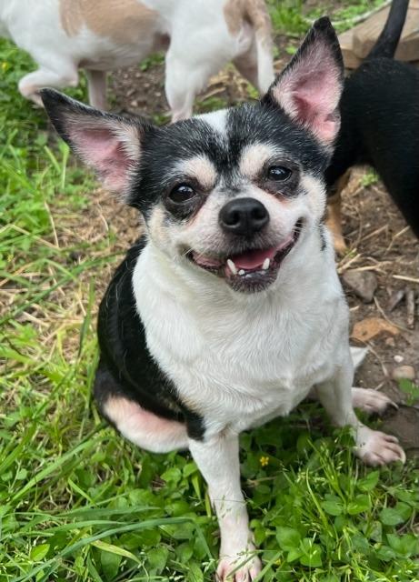 Peppa Pawdu, a Adoptable mixed breed in Bryan, TX image 2/6