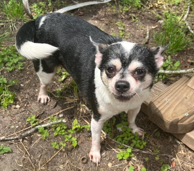 Peppa Pawdu, a Adoptable mixed breed in Bryan, TX image 3/6
