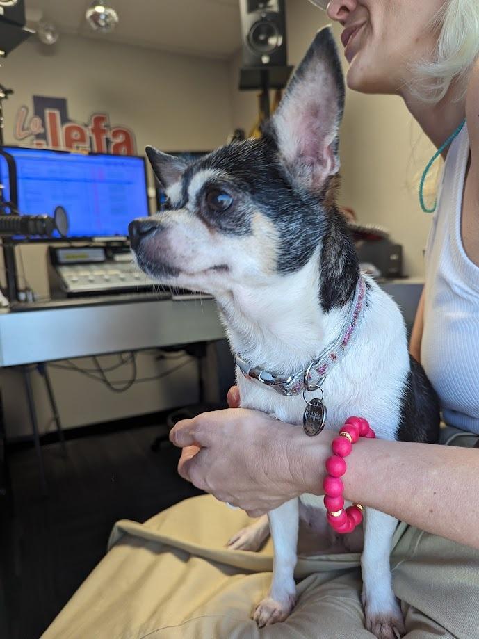 Peppa Pawdu, a Adoptable mixed breed in Bryan, TX image 4/6