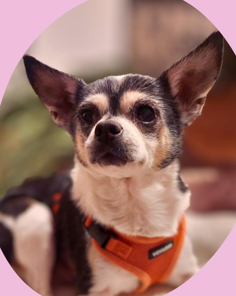 Peppa Pawdu, a Adoptable mixed breed in Bryan, TX image 5/6