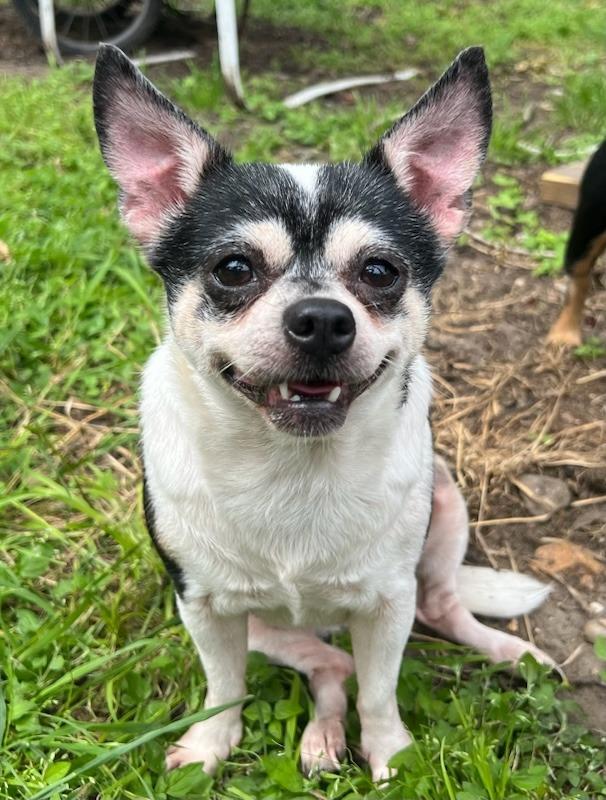 Peppa Pawdu, a Adoptable mixed breed in Bryan, TX image 6/6