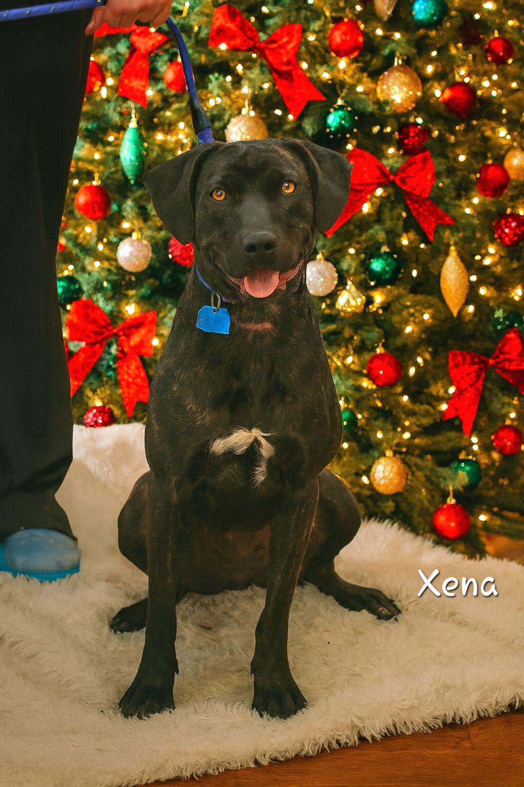 Enlarge Xena, a Adoptable mixed breed in Bishop, GA image 1/6