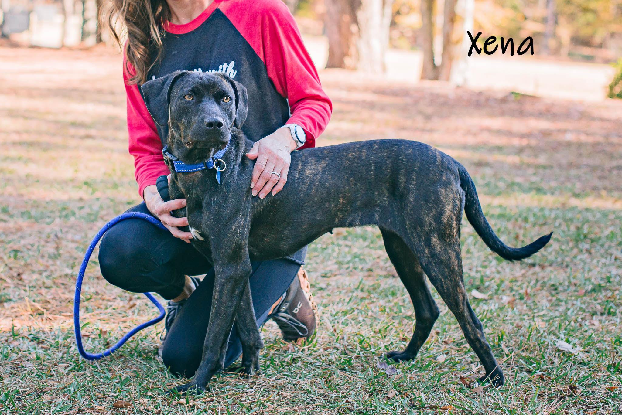 Enlarge Xena, a Adoptable mixed breed in Bishop, GA image 4/6