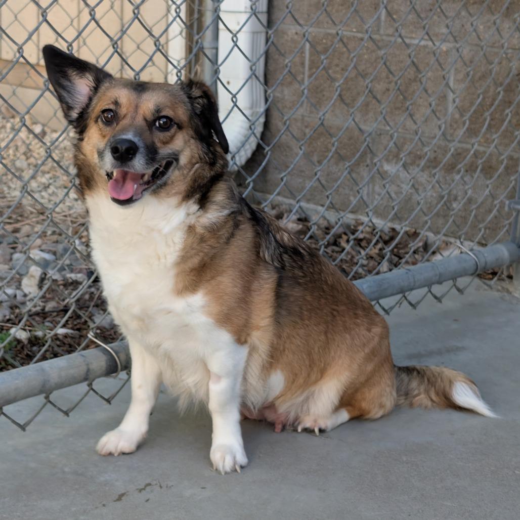 Bailey, Adoptable, Adult Female Cardigan Welsh Corgi & Border Collie.