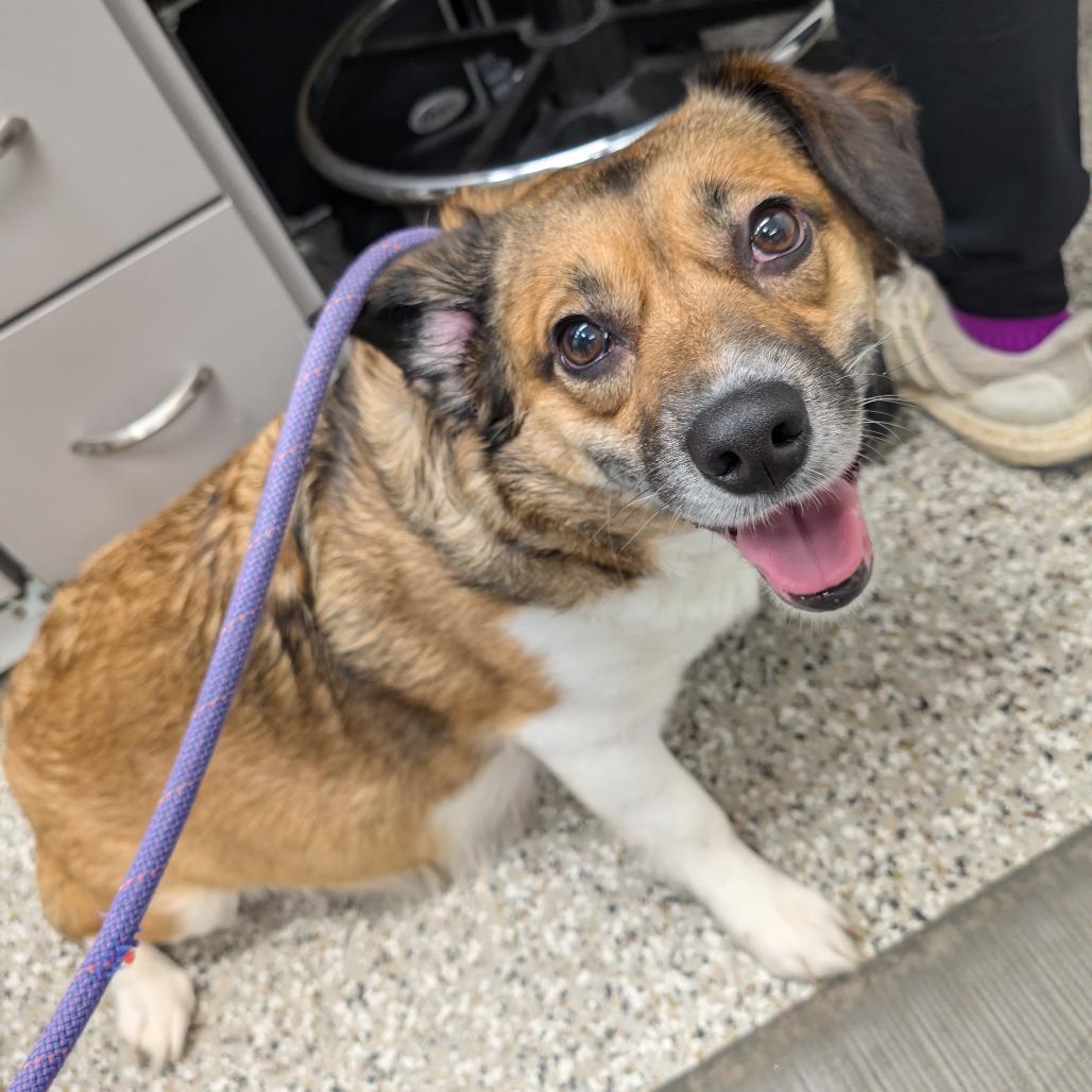 Enlarge Bailey, a Adoptable mixed breed in Manhattan, KS image 2/2