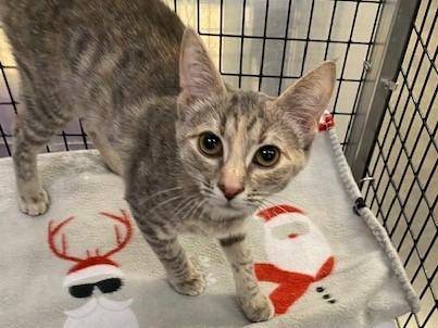 Enlarge Ginny, a Adoptable mixed breed in Raleigh, NC image 1/2