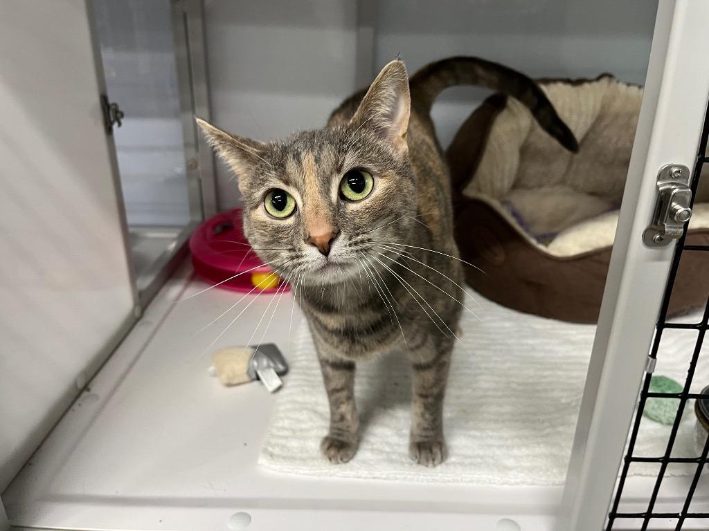 Enlarge Ginny, a Adoptable mixed breed in Raleigh, NC image 2/2