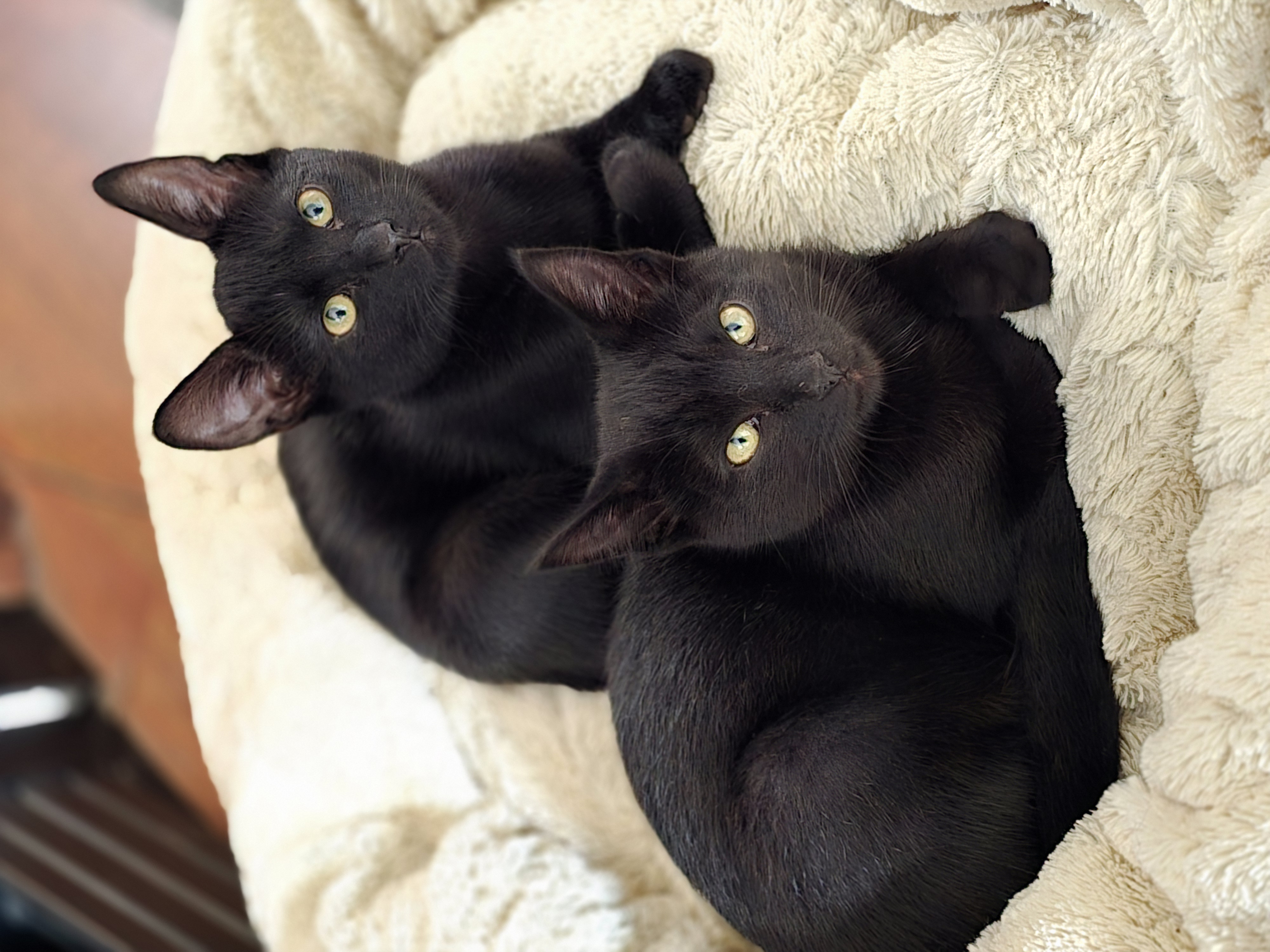 Binx and Wednesday, Adopted, Young Male Domestic Short Hair.