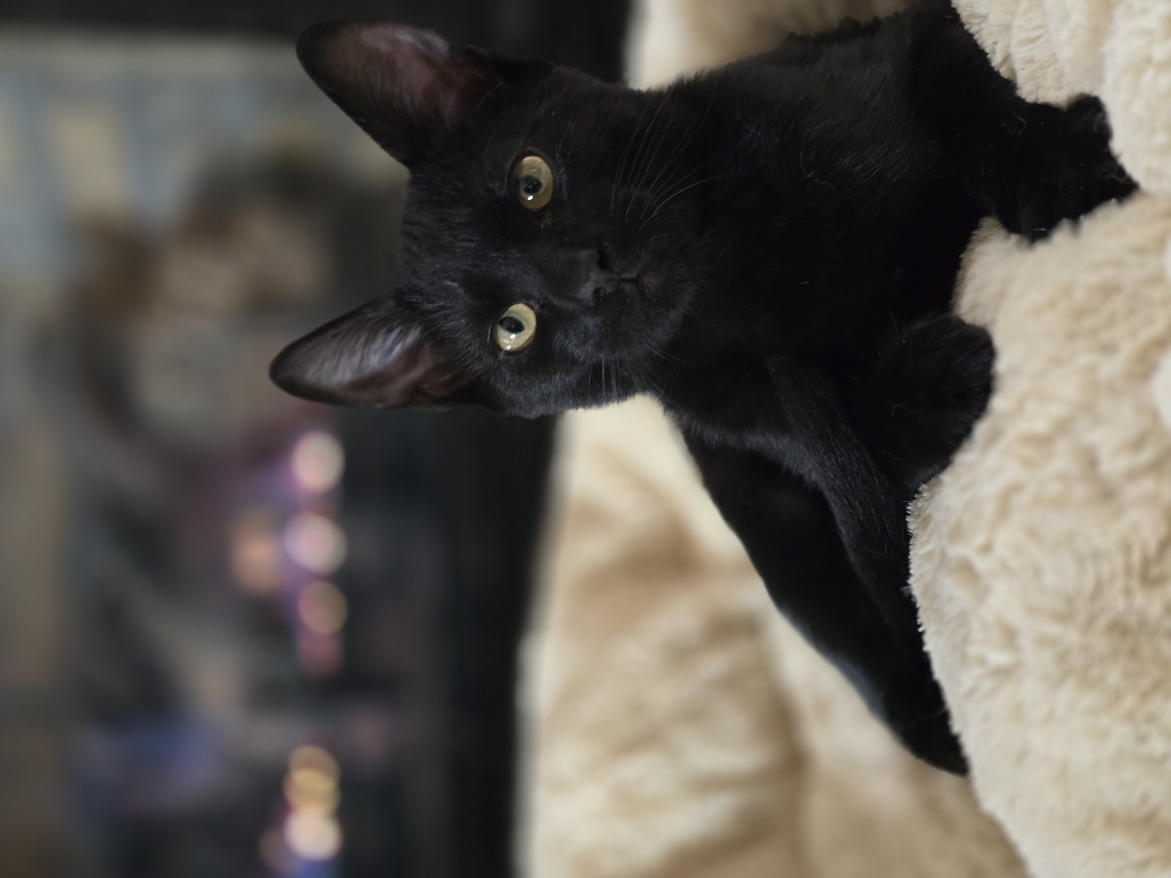 Enlarge Binx and Wednesday, a Adopted Domestic Short Hair in Onalaska, WA image 2/2