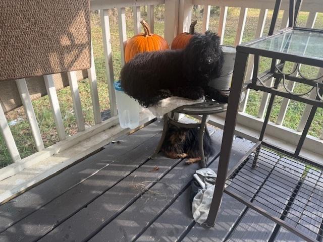 Wolfgang, a Adoptable mixed breed in Long Beach, MS image 1/4