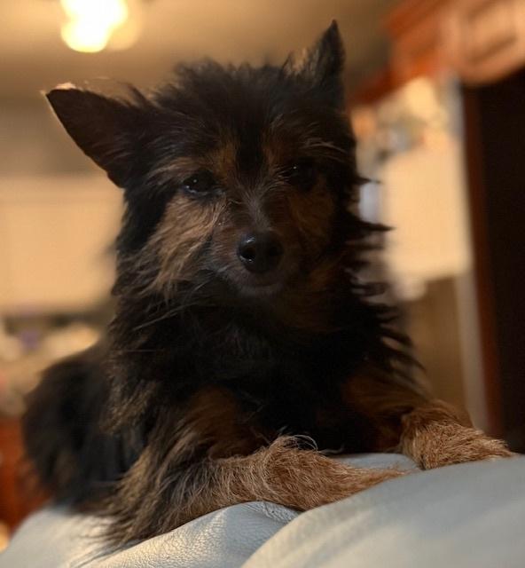 Wolfgang, a Adoptable mixed breed in Long Beach, MS image 2/4