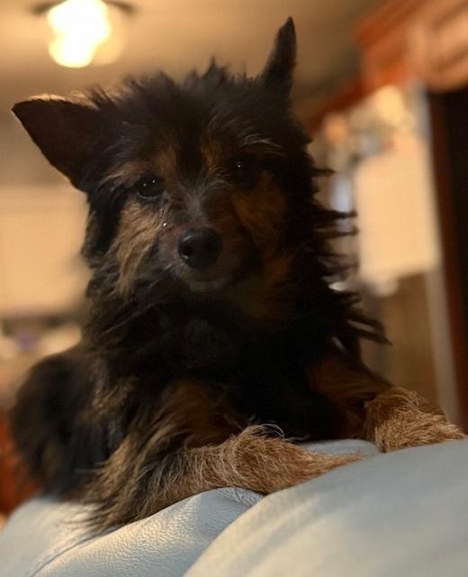 Wolfgang, a Adoptable mixed breed in Long Beach, MS image 3/4