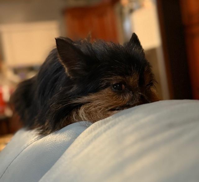 Wolfgang, a Adoptable mixed breed in Long Beach, MS image 4/4