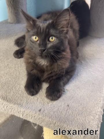 Enlarge Alexander, a Adoptable Domestic Medium Hair in Hollister, CA image 2/2