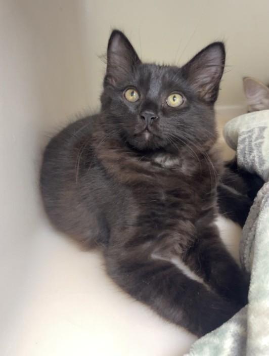 Alexander, Adoptable, Kitten Male Domestic Medium Hair.