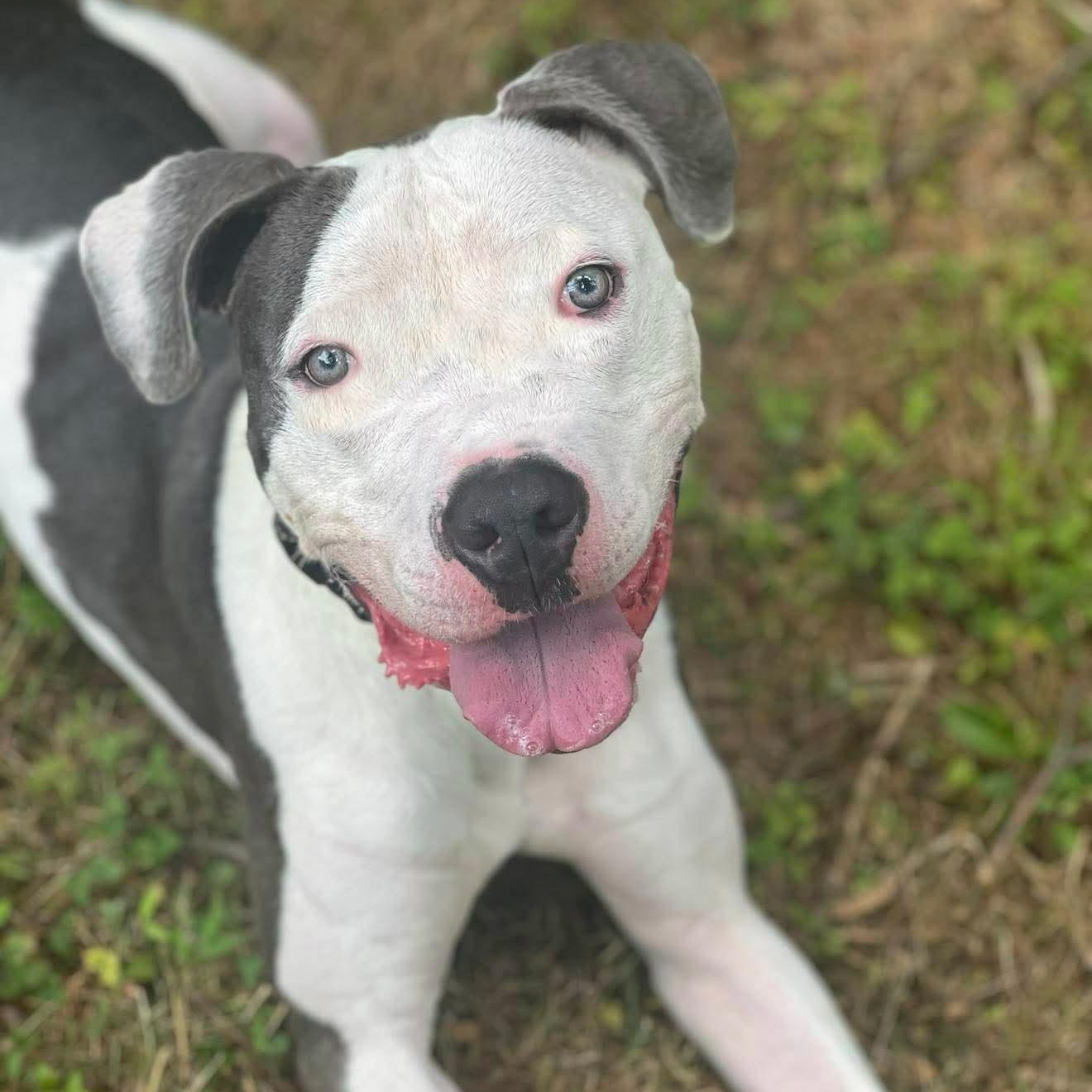 Enlarge Hugo, a Adoptable American Staffordshire Terrier in Cranford, NJ image 3/6