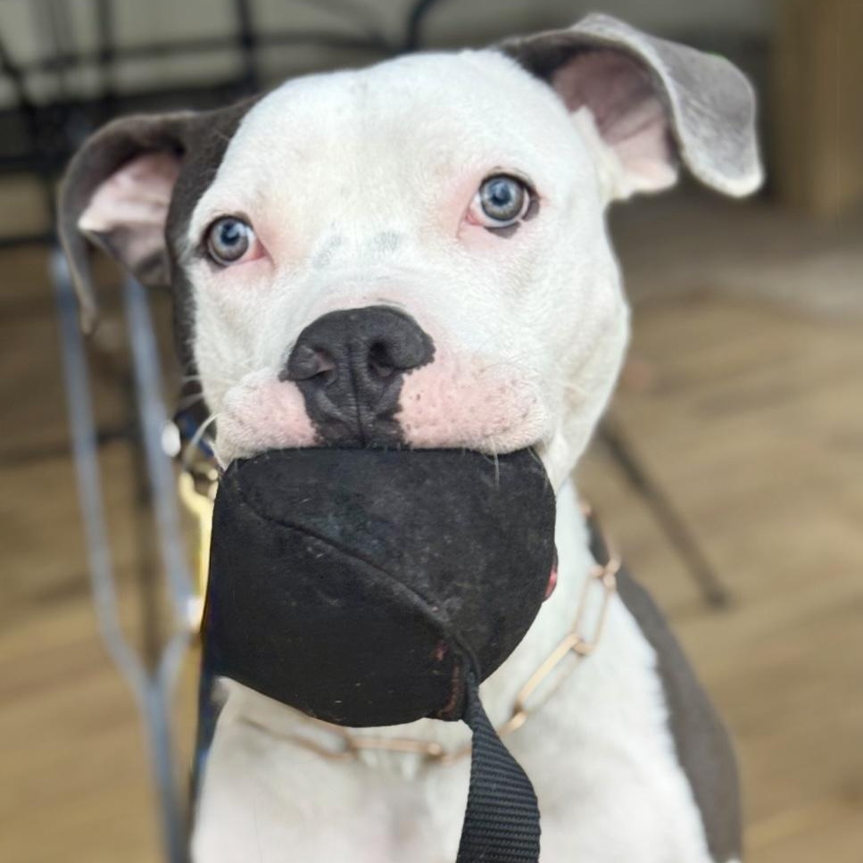 Enlarge Hugo, a Adoptable American Staffordshire Terrier in Cranford, NJ image 4/6