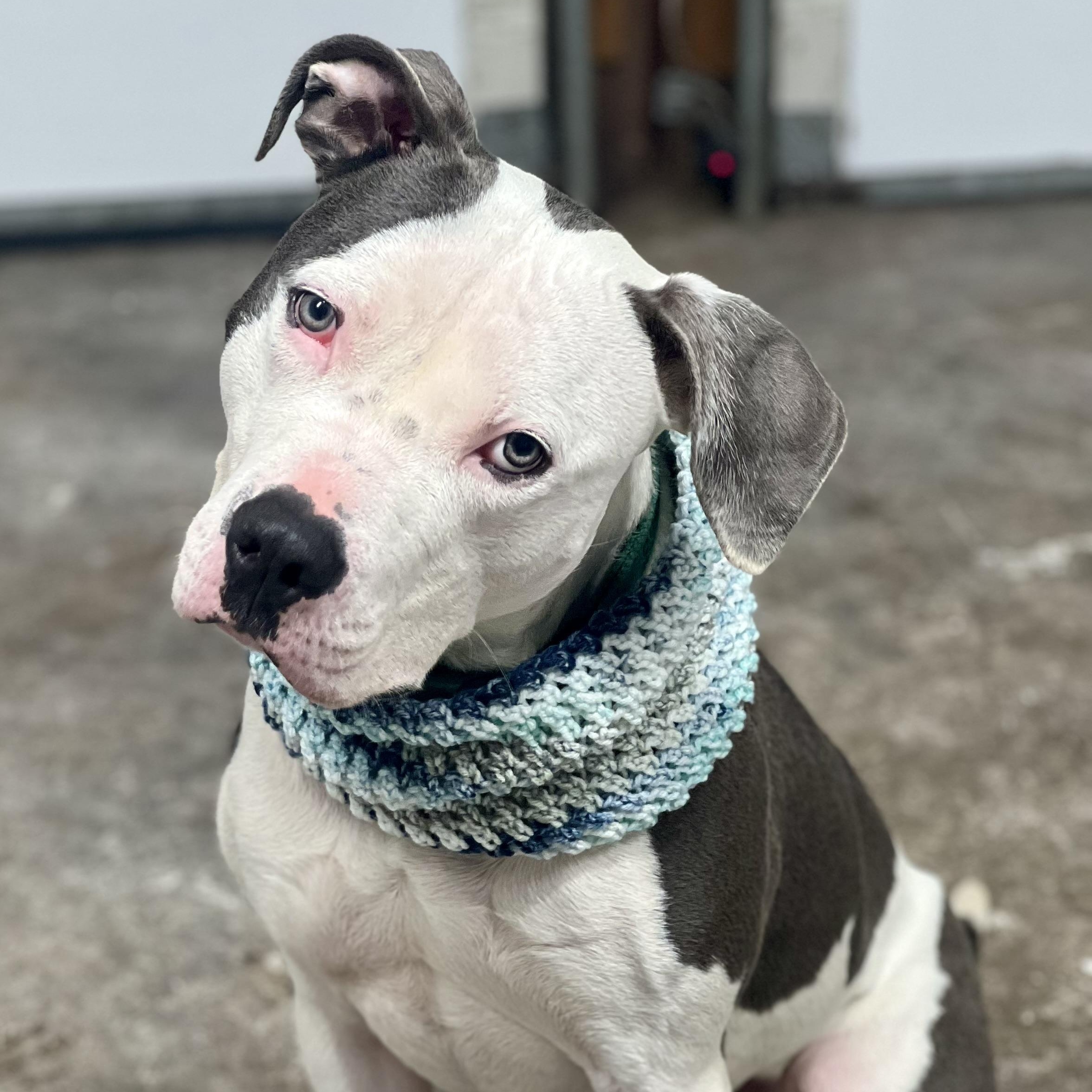 Enlarge Hugo, a Adoptable American Staffordshire Terrier in Cranford, NJ image 2/6