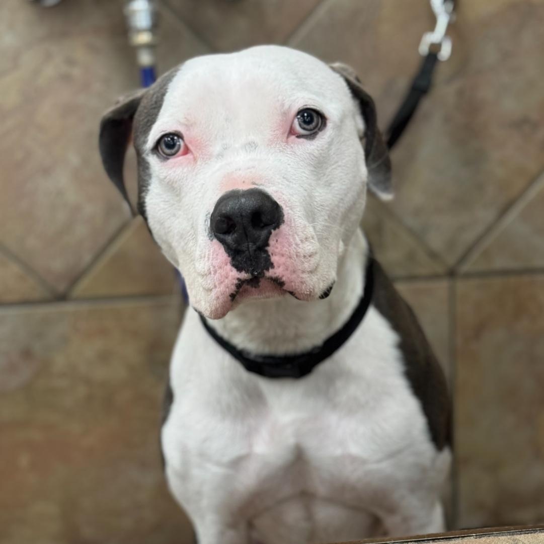 Enlarge Hugo, a Adoptable American Staffordshire Terrier in Cranford, NJ image 5/6