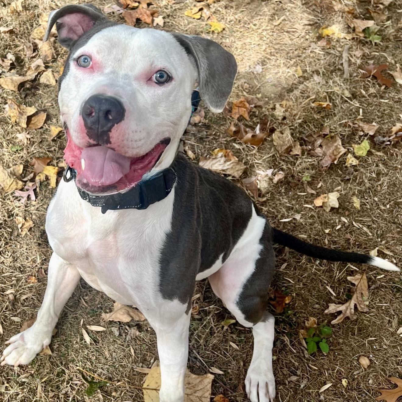 Enlarge Hugo, a Adoptable American Staffordshire Terrier in Cranford, NJ image 1/6