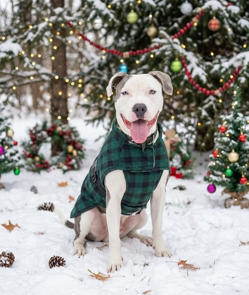 Enlarge Hugo, a Adoptable American Staffordshire Terrier in Cranford, NJ image 1/6