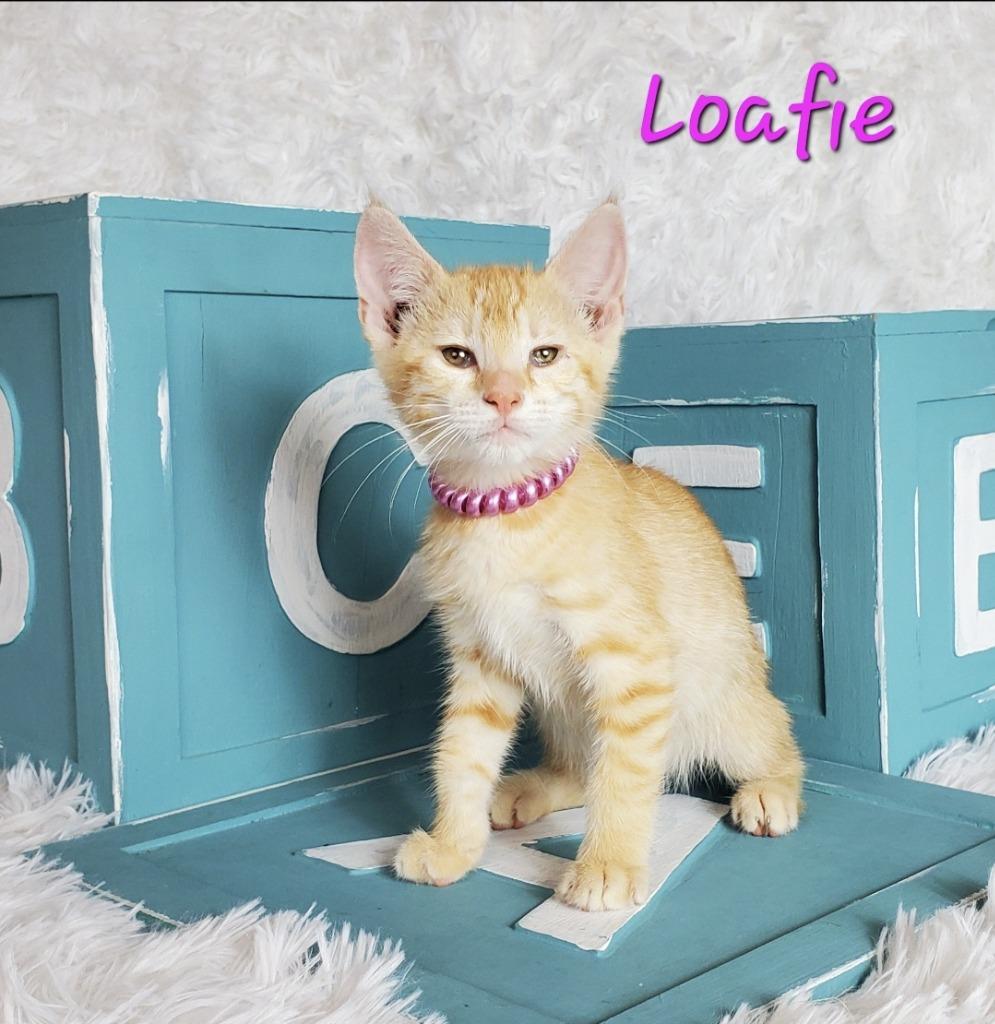Enlarge Loafie, a Adoptable mixed breed in San Jacinto, CA image 2/4