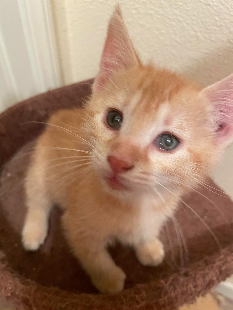 Enlarge Loafie, a Adoptable mixed breed in San Jacinto, CA image 3/4