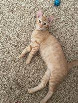 Enlarge Loafie, a Adoptable mixed breed in San Jacinto, CA image 4/4