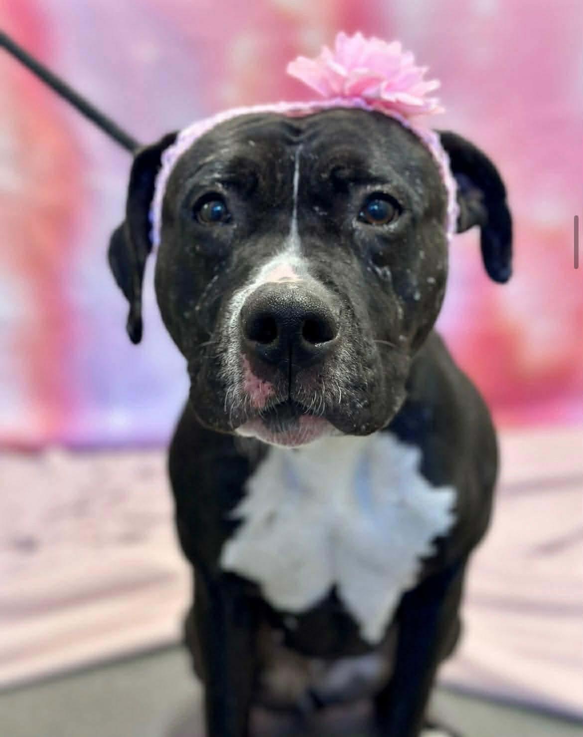 Enlarge Estrella, a ADOPTABLE mixed breed in Jackson , NJ image 1/4