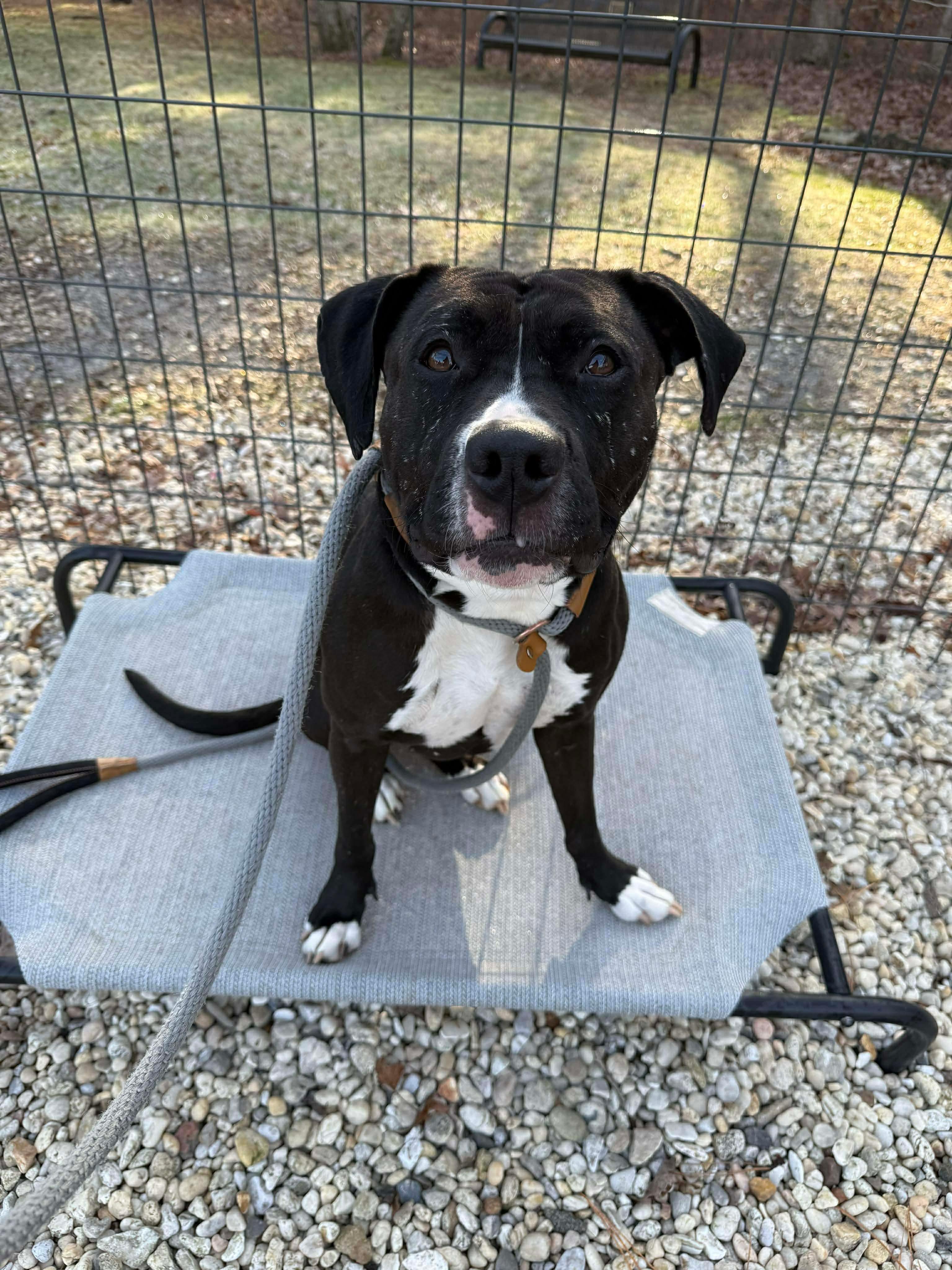 Enlarge Estrella, a ADOPTABLE mixed breed in Jackson , NJ image 3/4