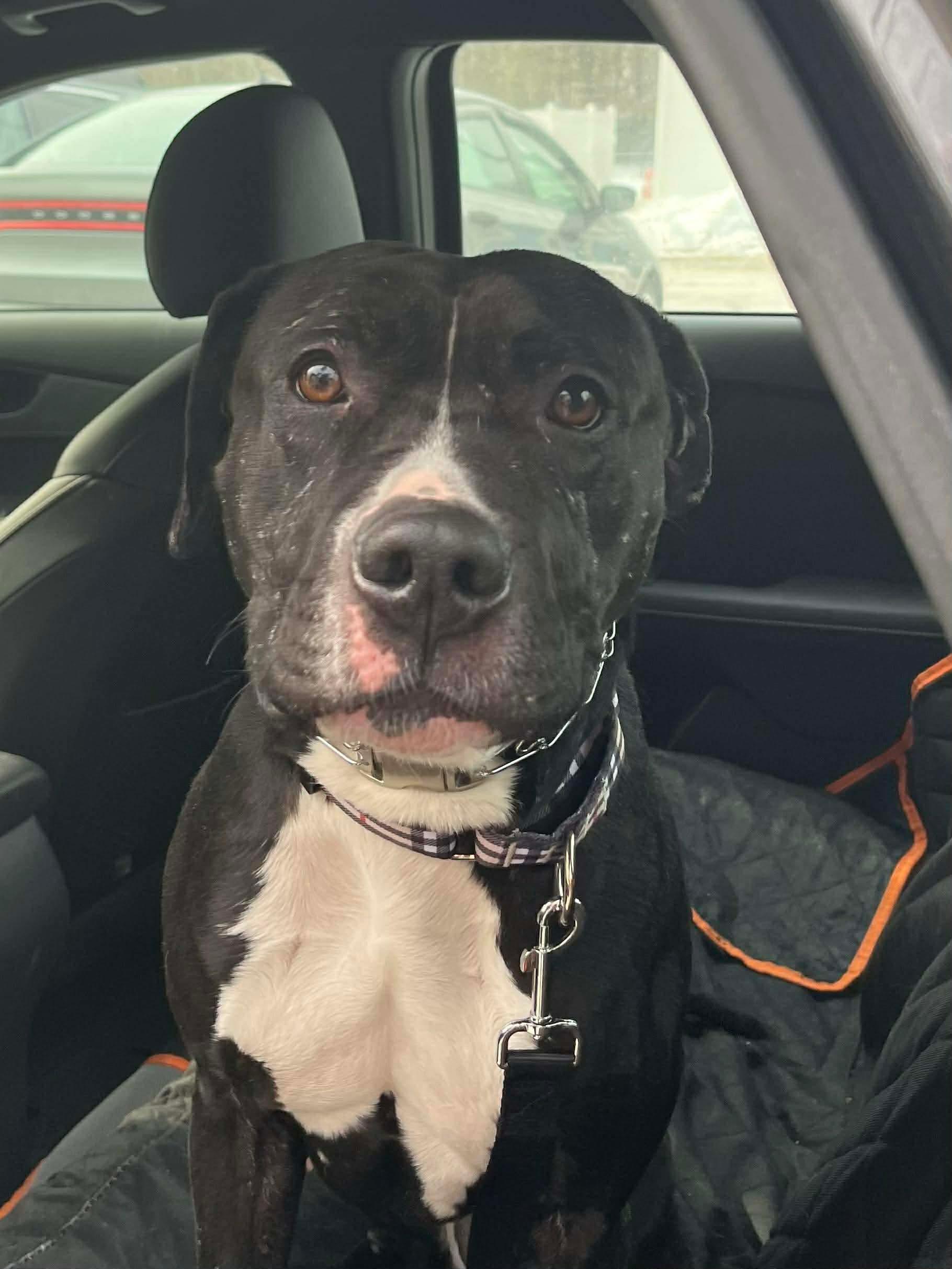 Enlarge Estrella, a ADOPTABLE mixed breed in Jackson , NJ image 4/4