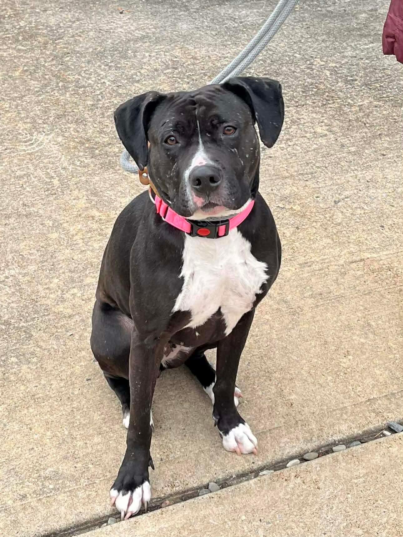 Enlarge Estrella, a ADOPTABLE mixed breed in Jackson , NJ image 2/4