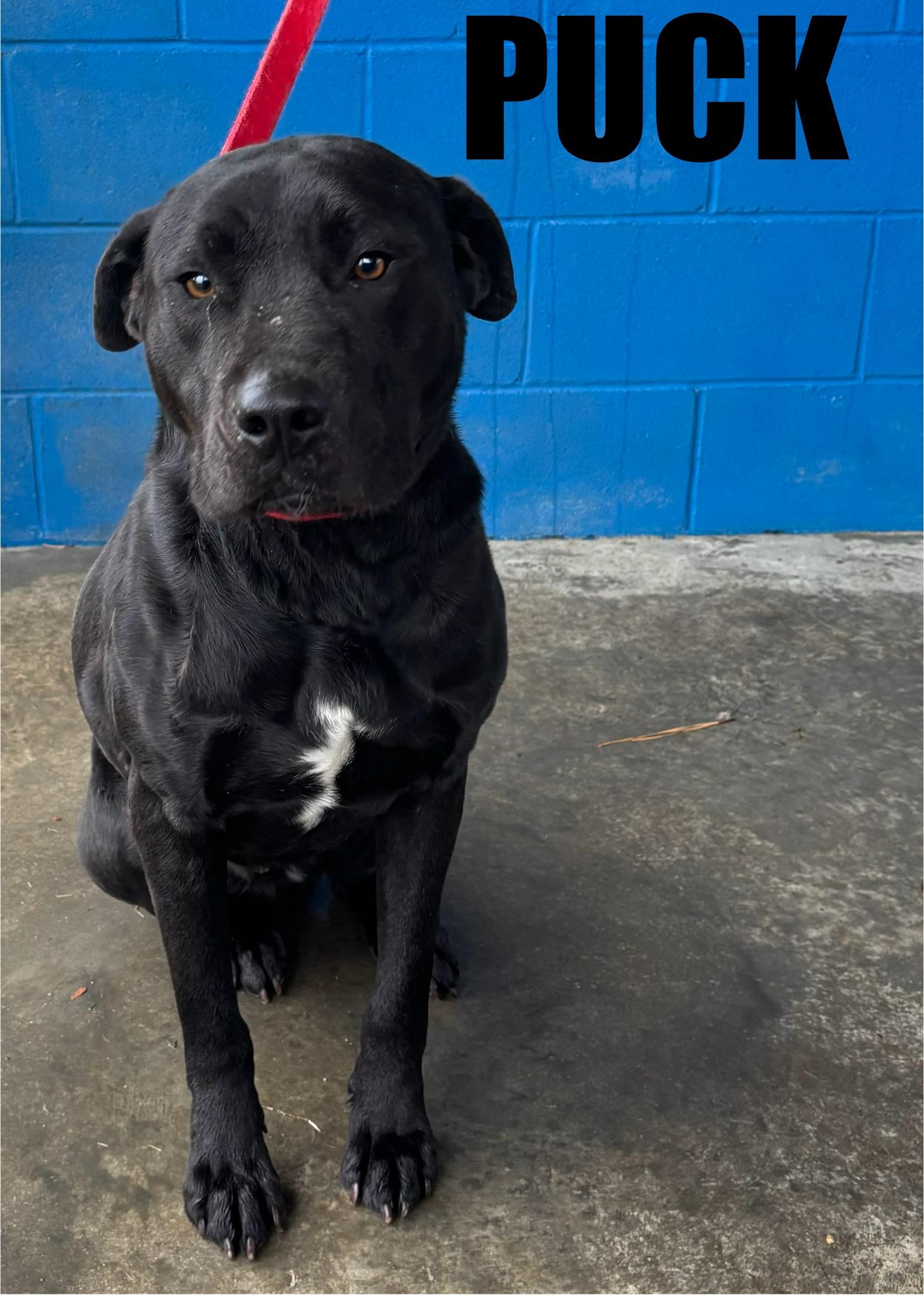 Enlarge Puck, a ADOPTABLE mixed breed in Snow Hill, NC image 1/1