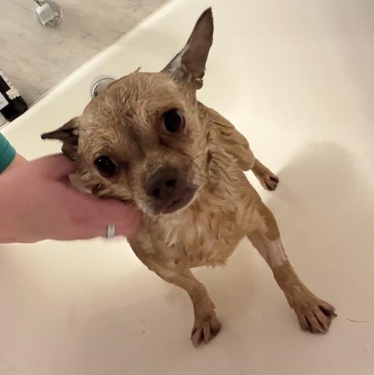 Enlarge Weevil, a Adoptable mixed breed in Joliet, IL image 2/3