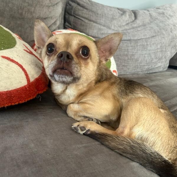 Weevil, Adoptable, Adult Male Chihuahua.