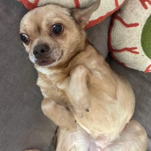 Enlarge Weevil, a Adoptable mixed breed in Joliet, IL image 3/3