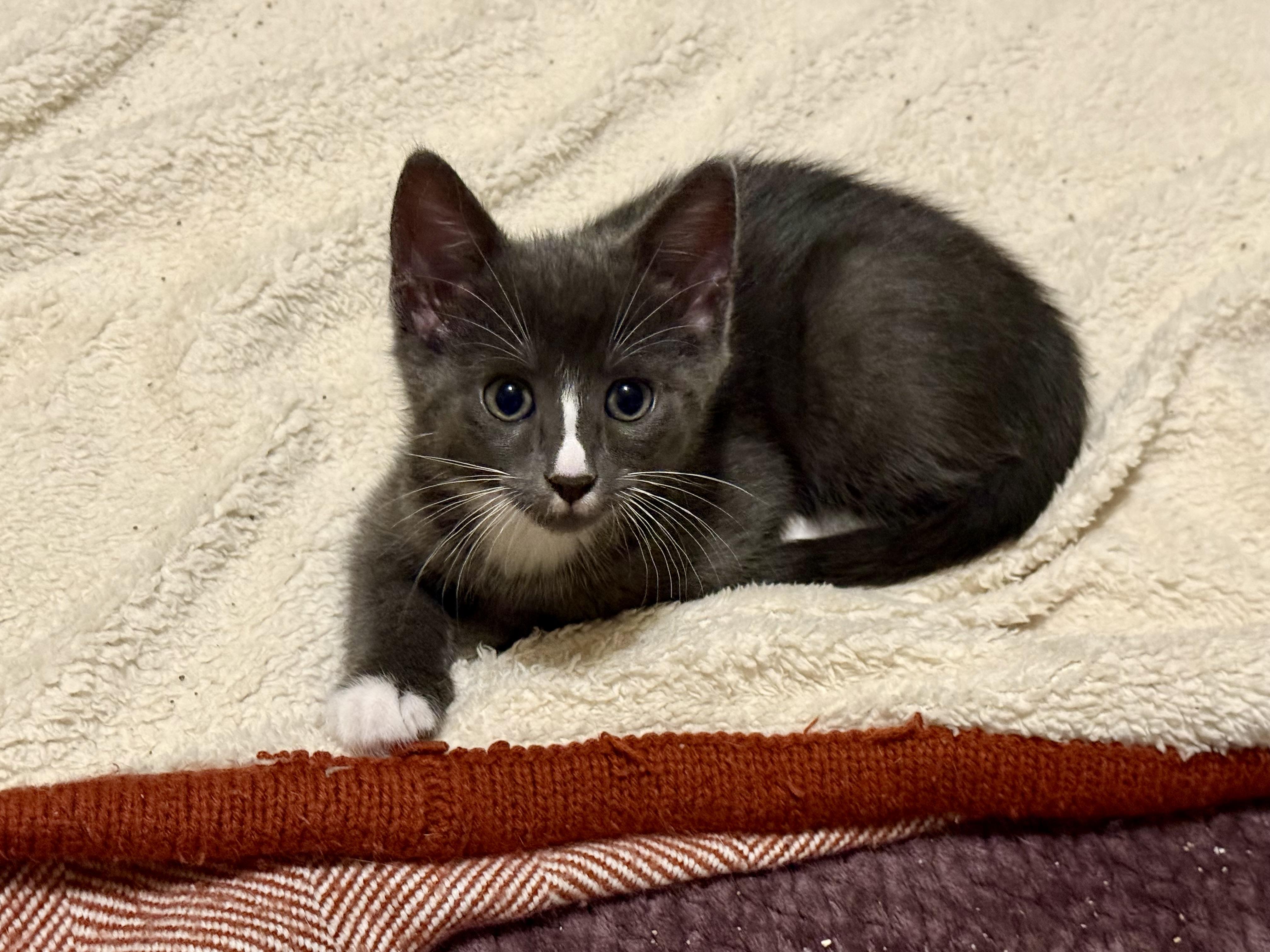 Enlarge Louie and Ludo, a Adopted mixed breed in Woodbury, CT image 1/5