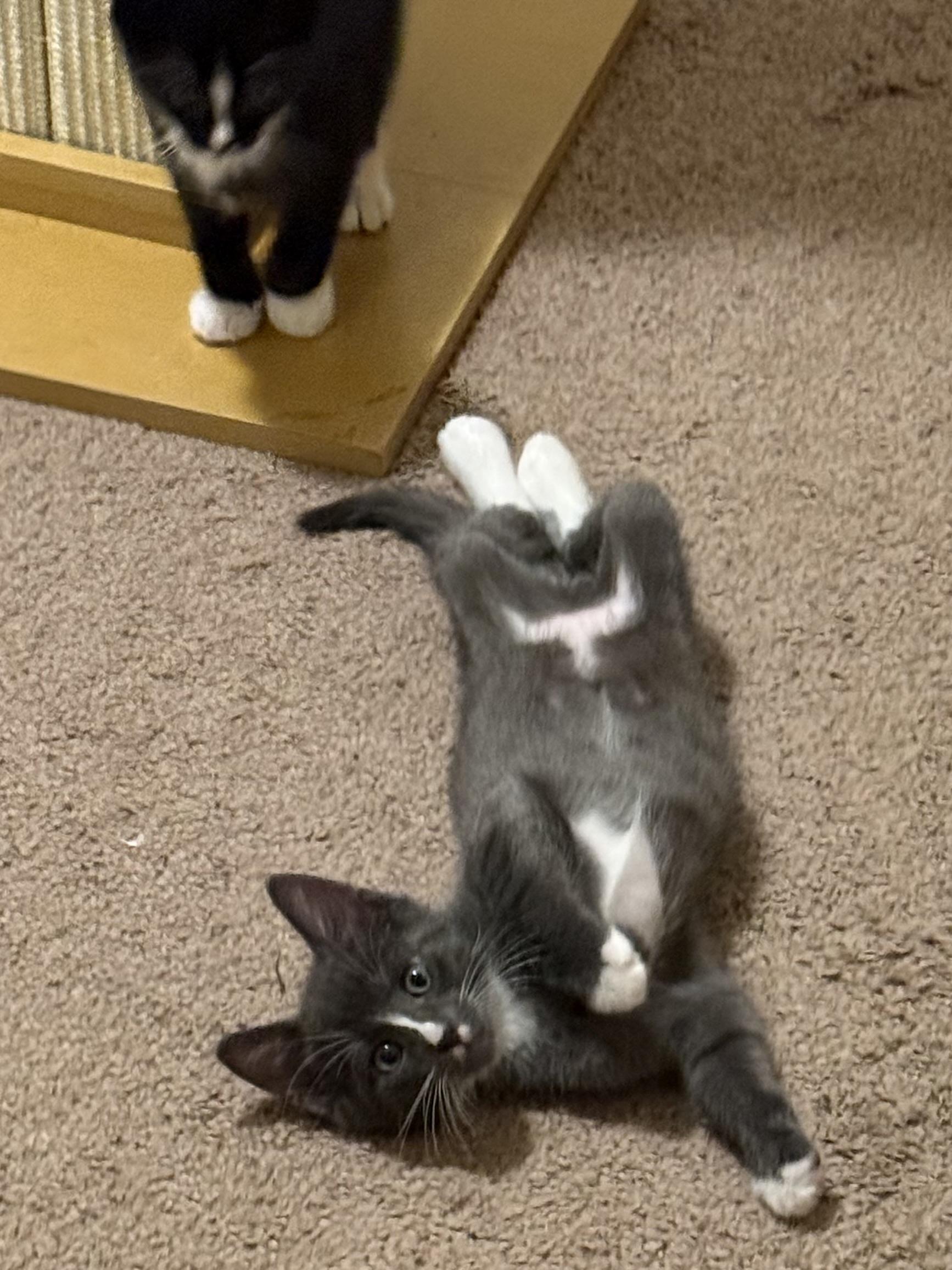 Enlarge Louie and Ludo, a Adopted mixed breed in Woodbury, CT image 2/5