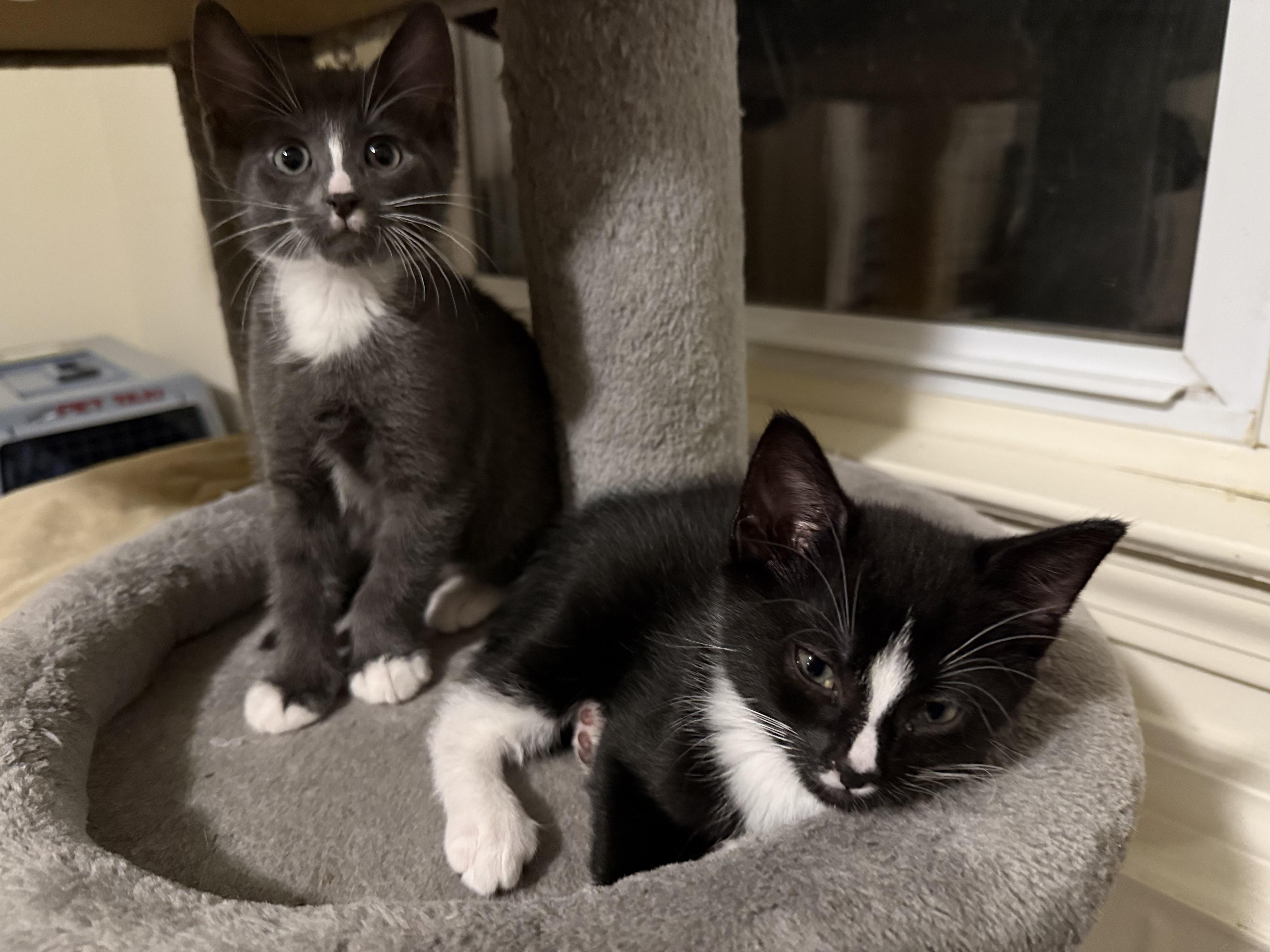 Enlarge Louie and Ludo, a Adopted mixed breed in Woodbury, CT image 3/5