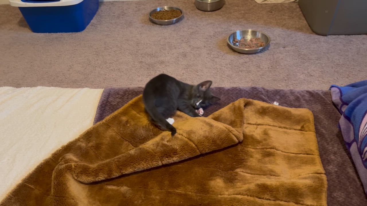 Enlarge Louie and Ludo, a Adopted mixed breed in Woodbury, CT video 4/5