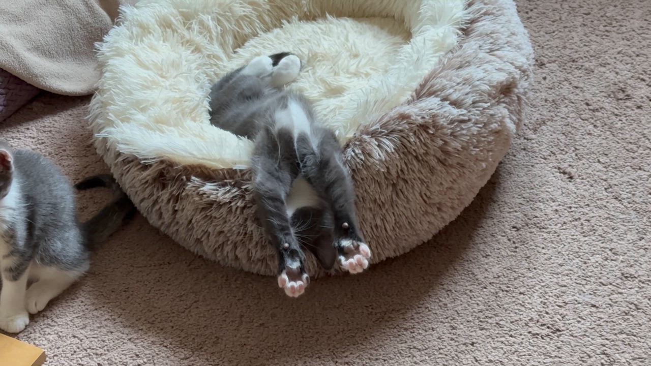 Enlarge Louie and Ludo, a Adopted mixed breed in Woodbury, CT video 5/5