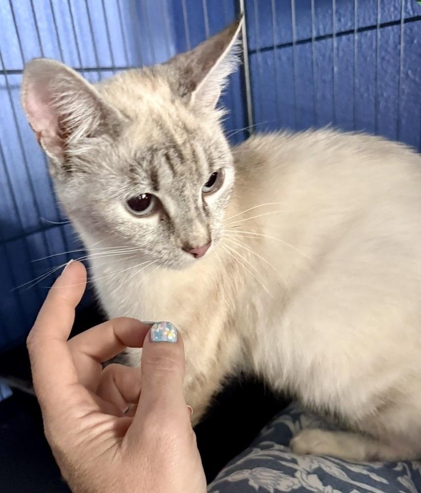 Enlarge Ocean, a Adoptable Domestic Short Hair in Taylor, PA image 1/2